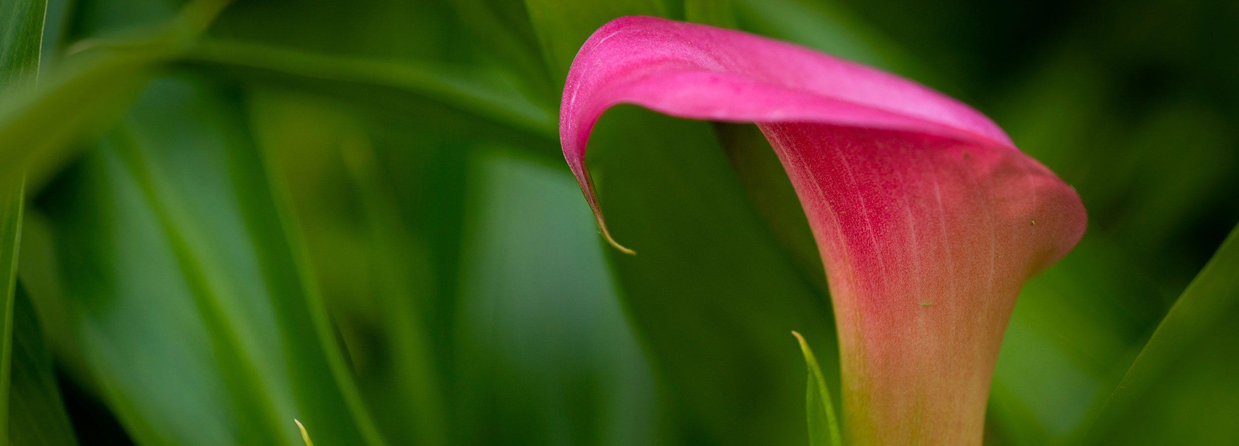 GCS Coneflower